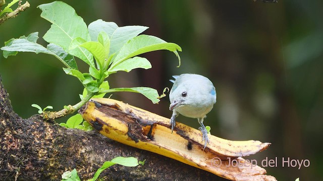 Blue-gray Tanager - ML612587368