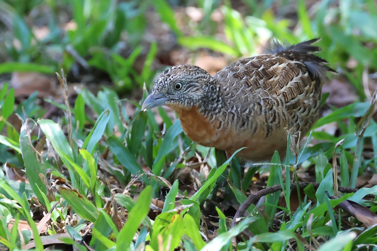 Red-chested Buttonquail - Mark and Angela McCaffrey