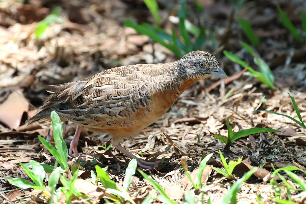 Red-chested Buttonquail - ML612587467