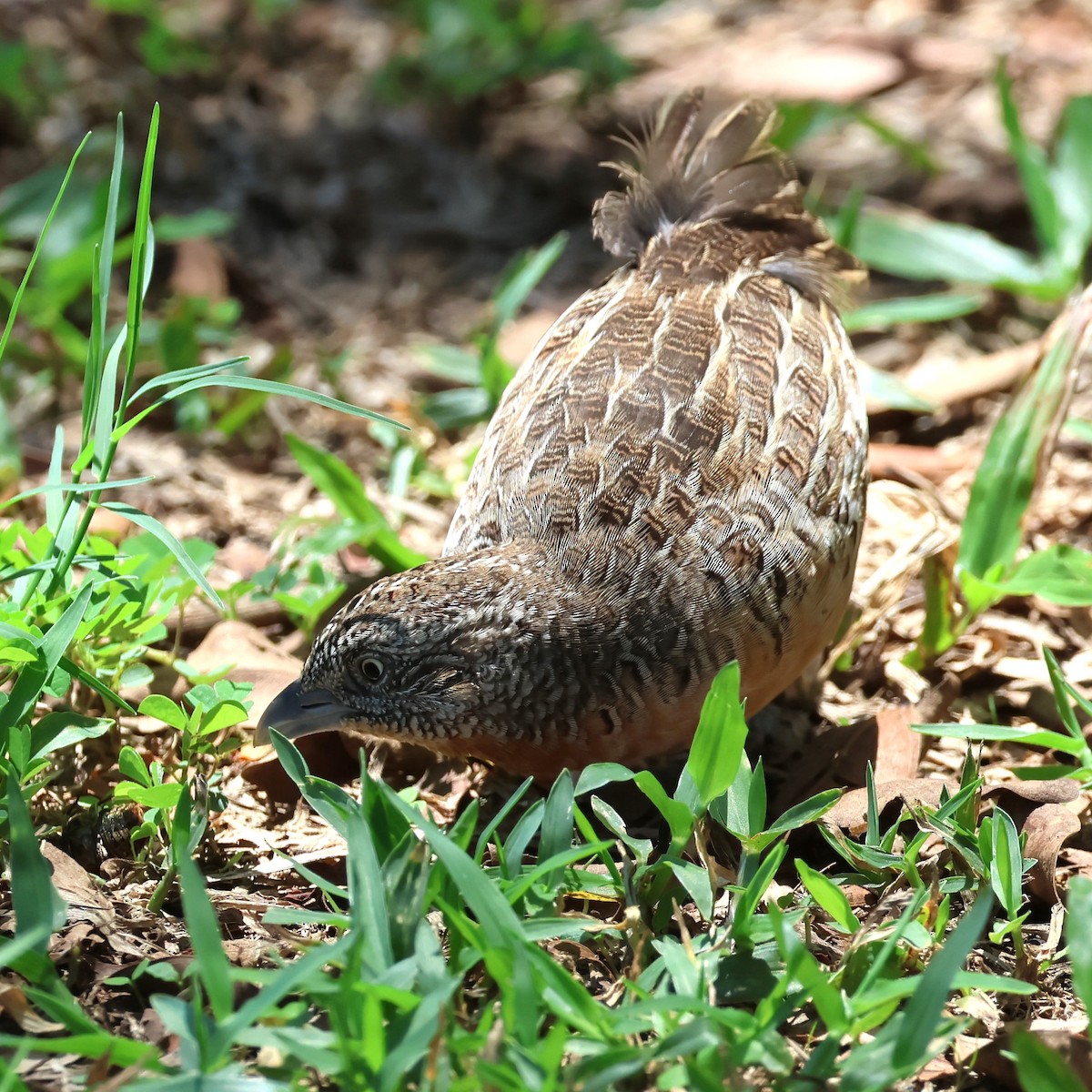 Red-chested Buttonquail - ML612587525