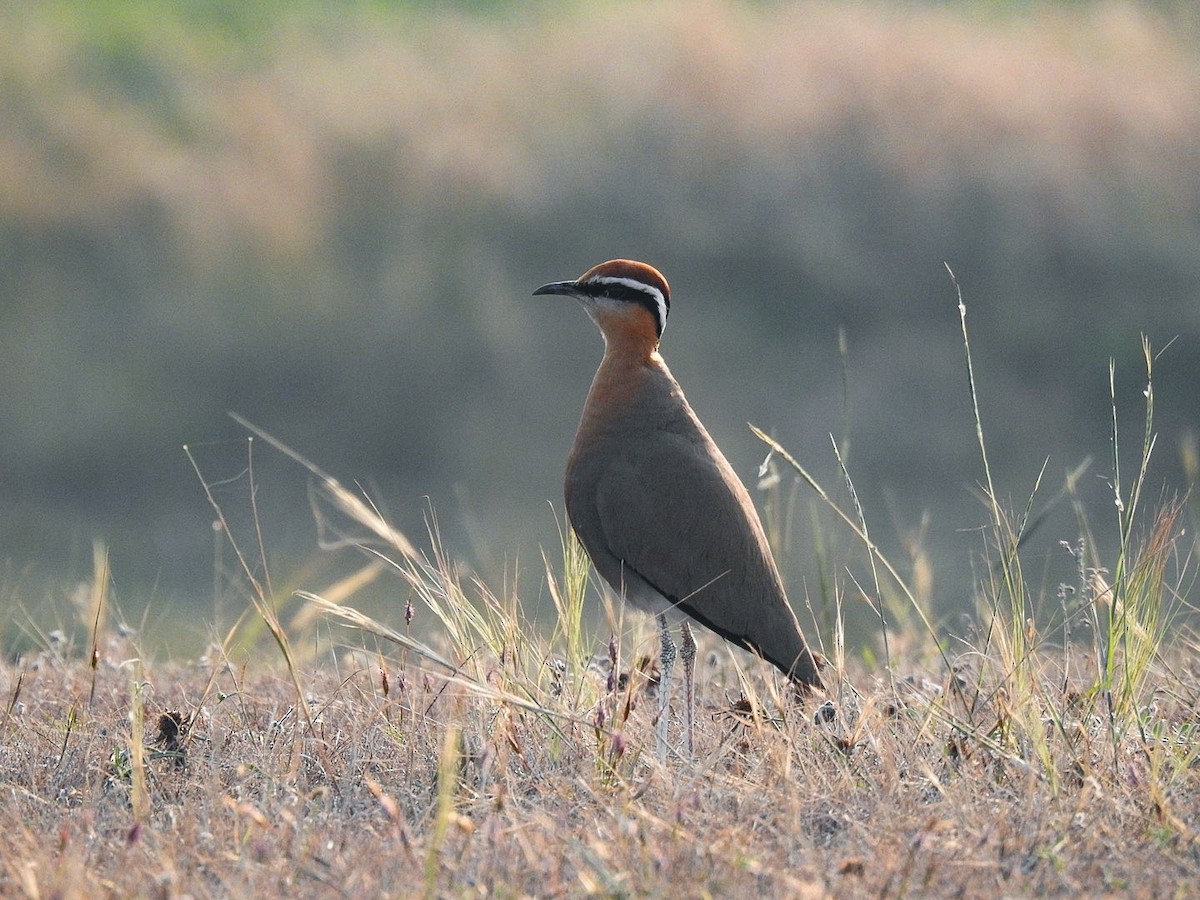 Indian Courser - ML612587530