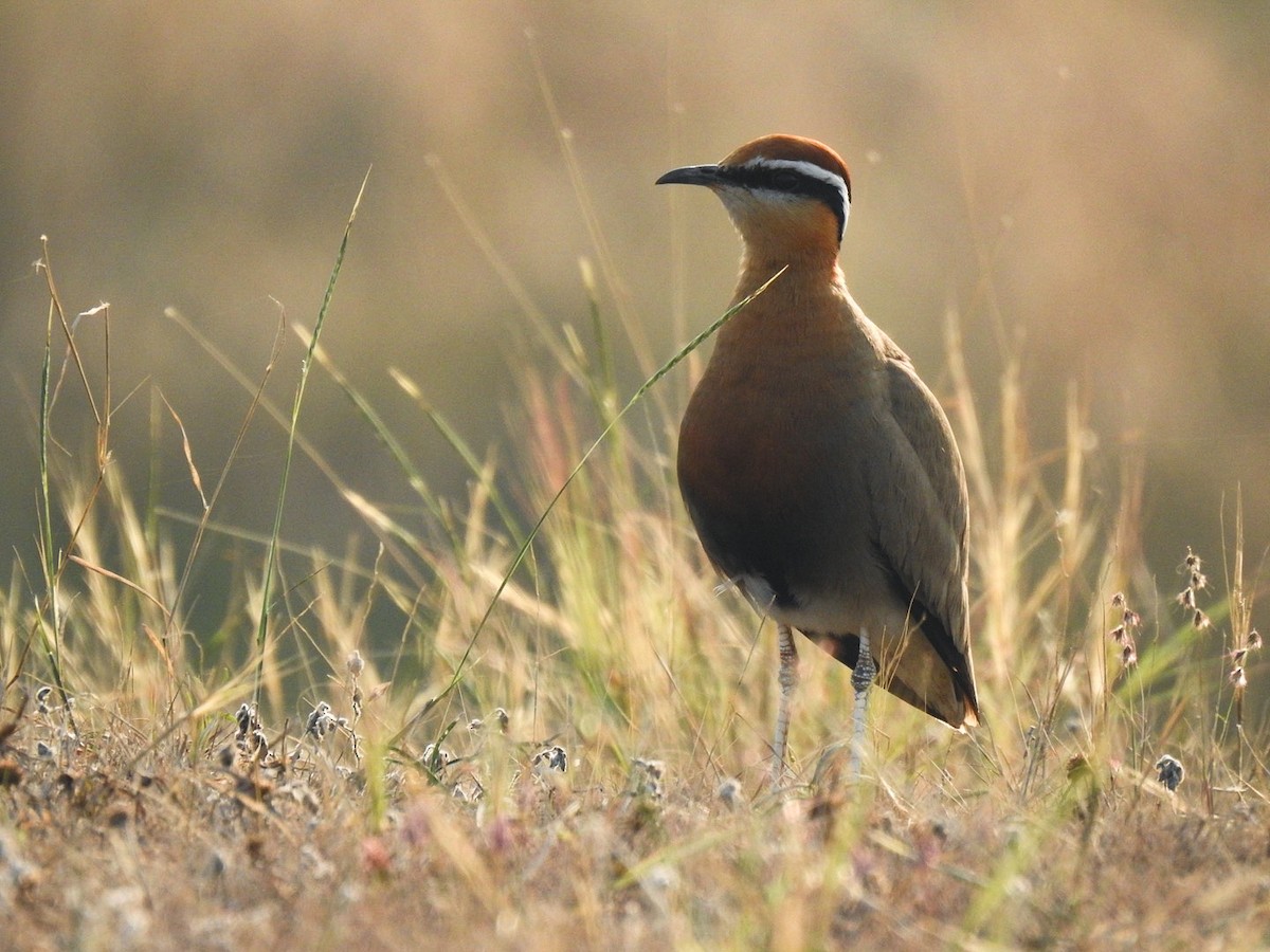 Indian Courser - ML612587531