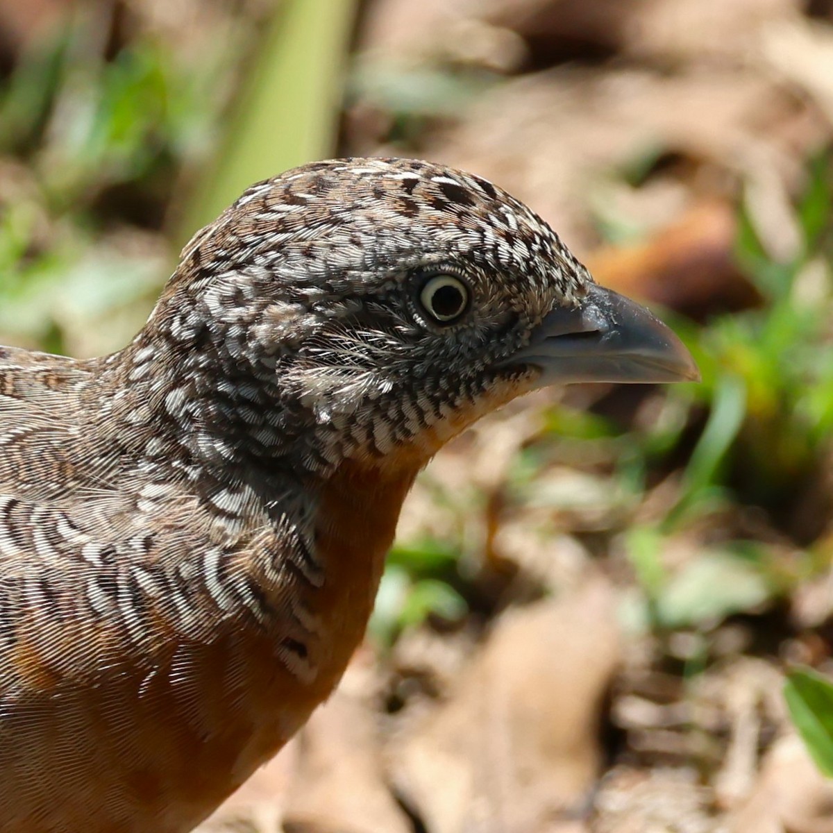 Red-chested Buttonquail - ML612587564