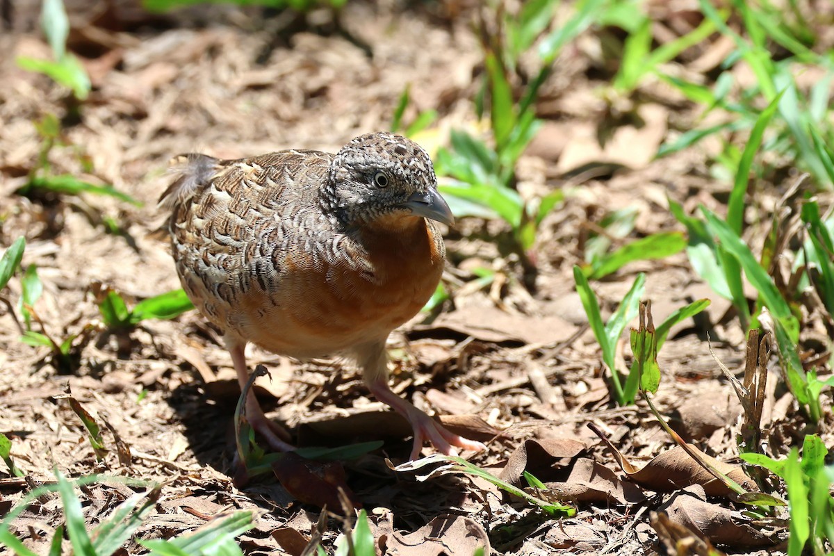 Red-chested Buttonquail - Mark and Angela McCaffrey