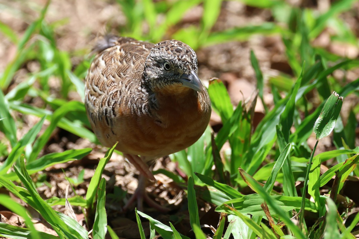 Red-chested Buttonquail - ML612587592
