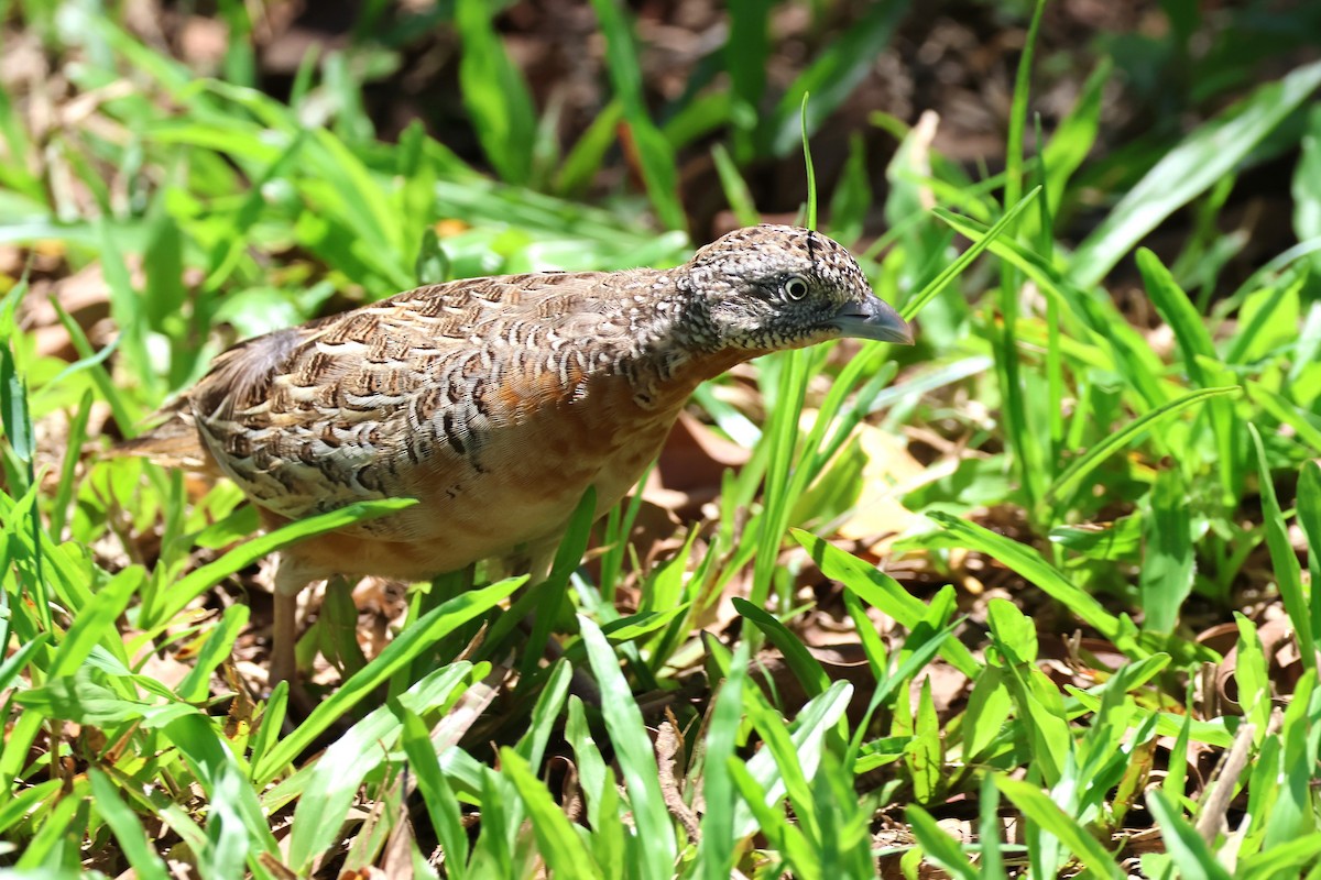 Red-chested Buttonquail - ML612587603