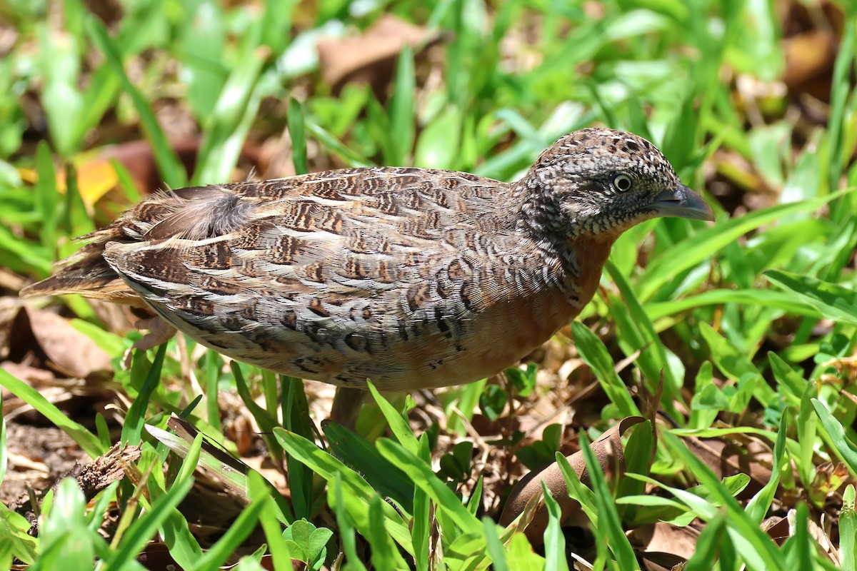 Red-chested Buttonquail - ML612587604