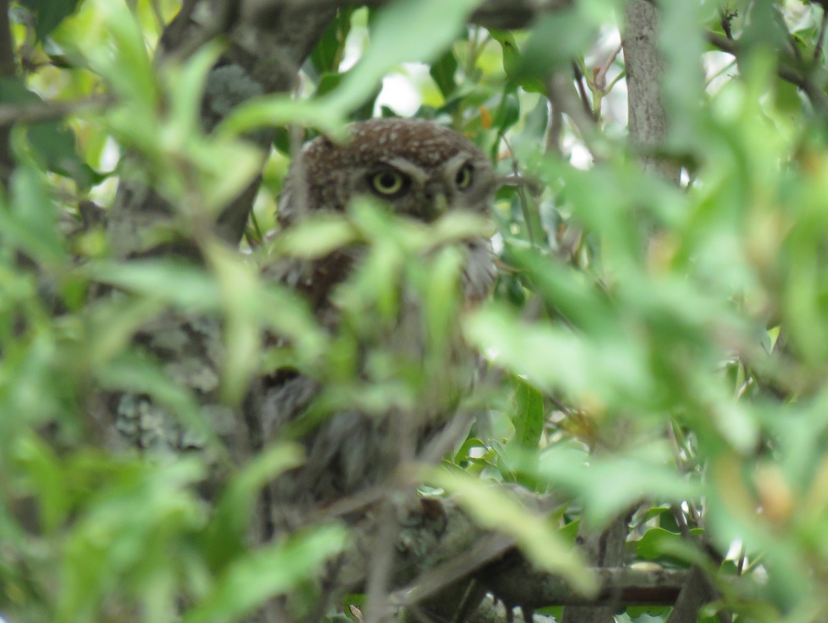 Pearl-spotted Owlet - ML612587614