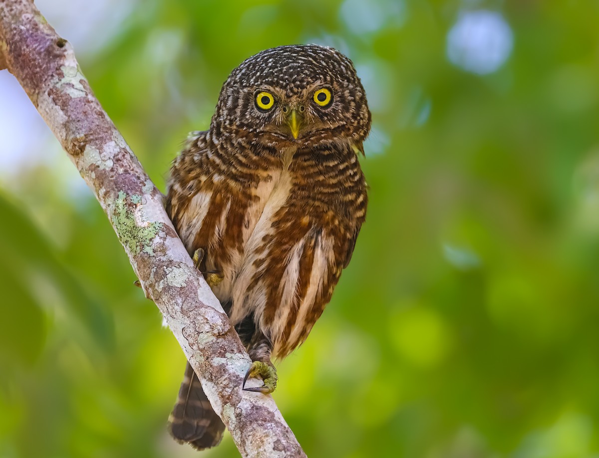 Collared Owlet - ML612587668
