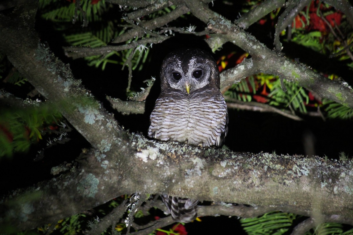 African Wood-Owl - ML612587844