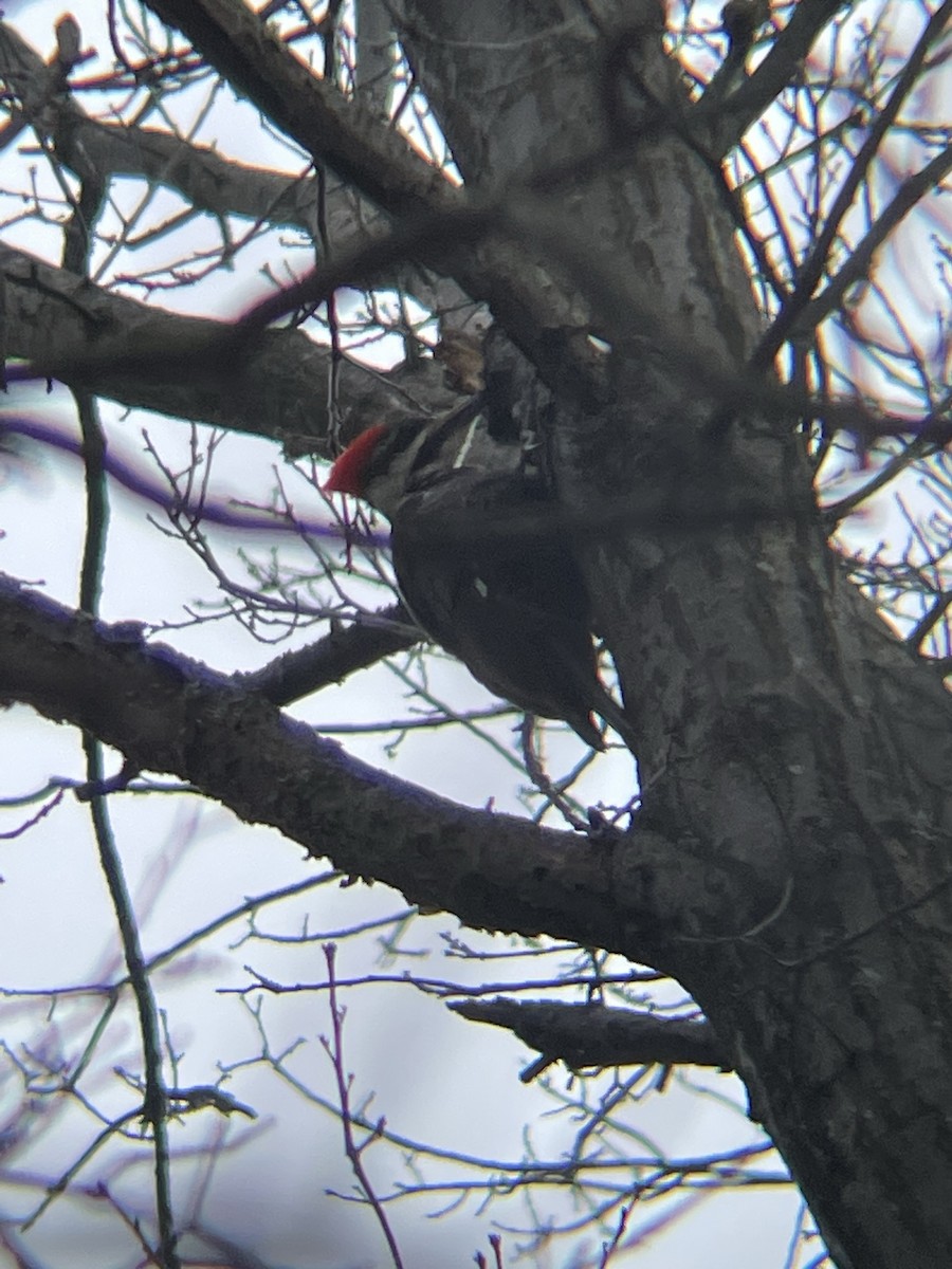 Pileated Woodpecker - ML612588105