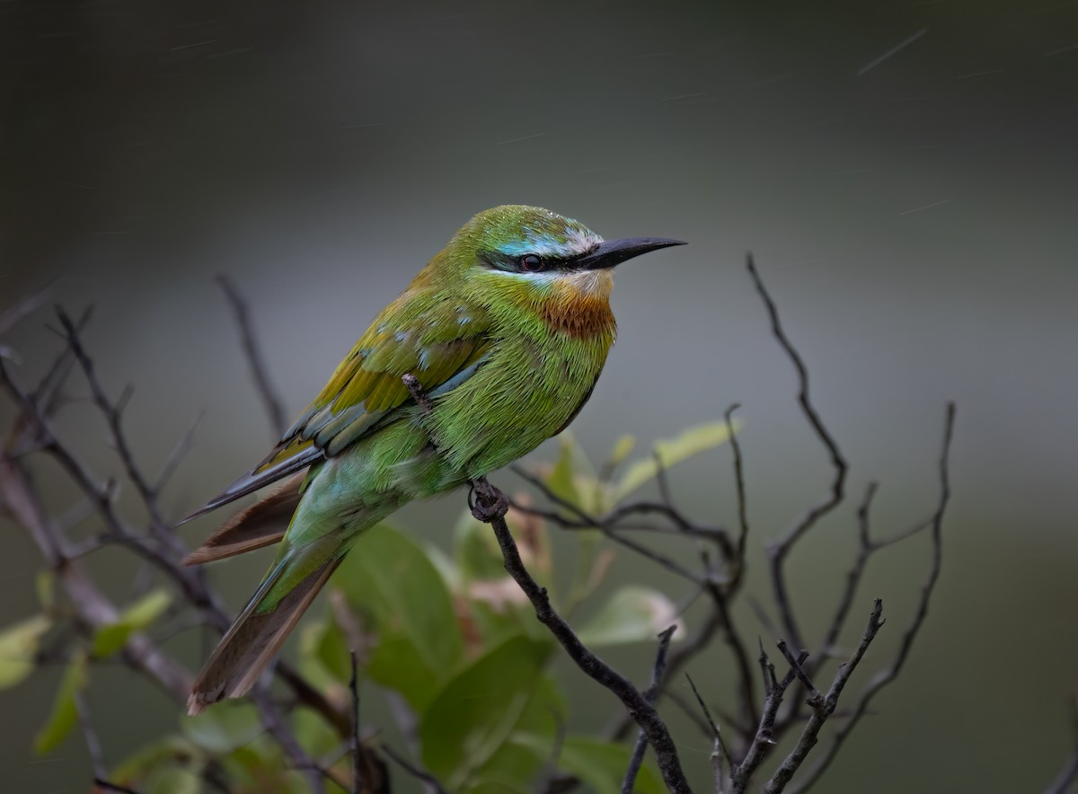 Blue-cheeked Bee-eater - ML612588173