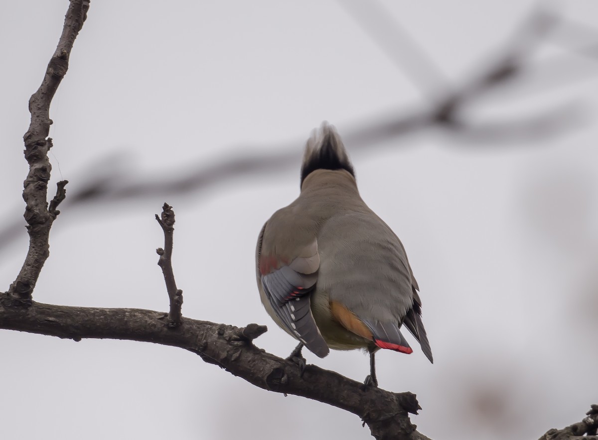 Japanese Waxwing - ML612588686