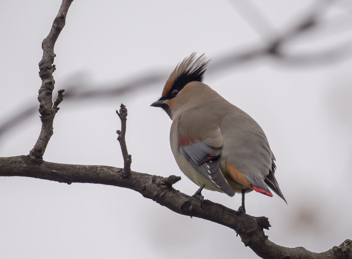 Japanese Waxwing - ML612588687