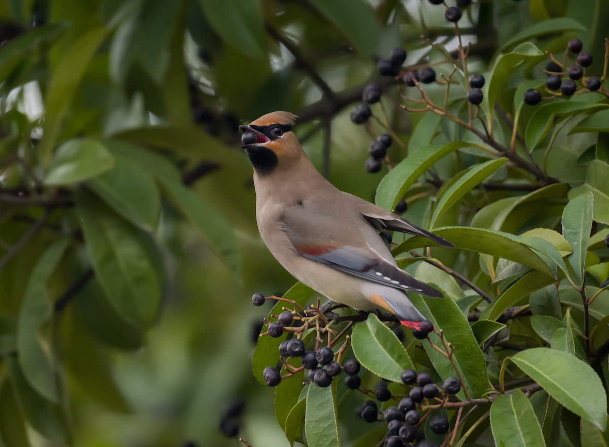 Japanese Waxwing - ML612588708