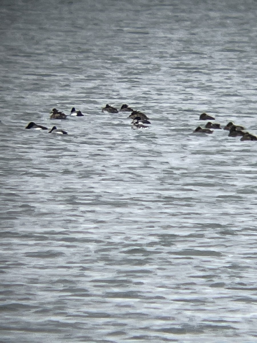 Long-tailed Duck - ML612588729