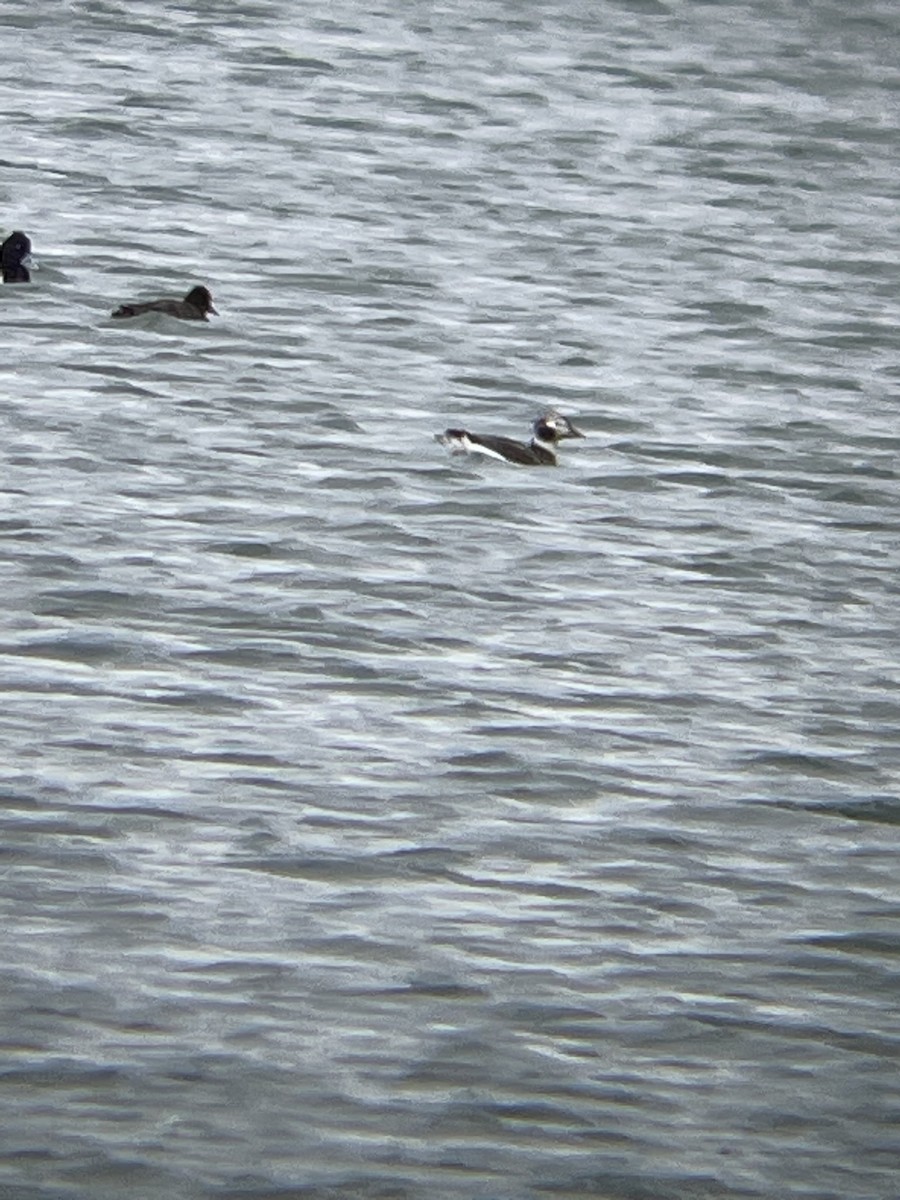 Long-tailed Duck - Luke Donahue