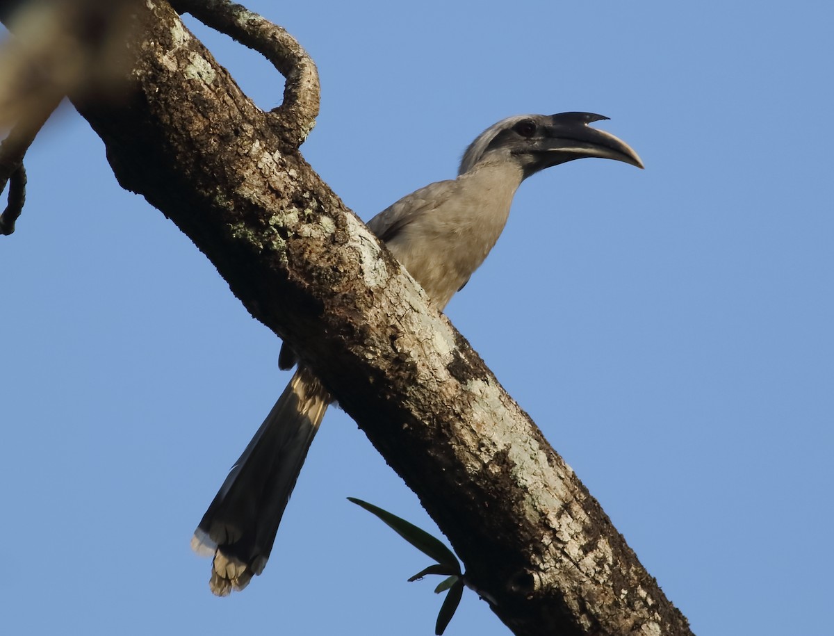 Indian Gray Hornbill - ML612588768