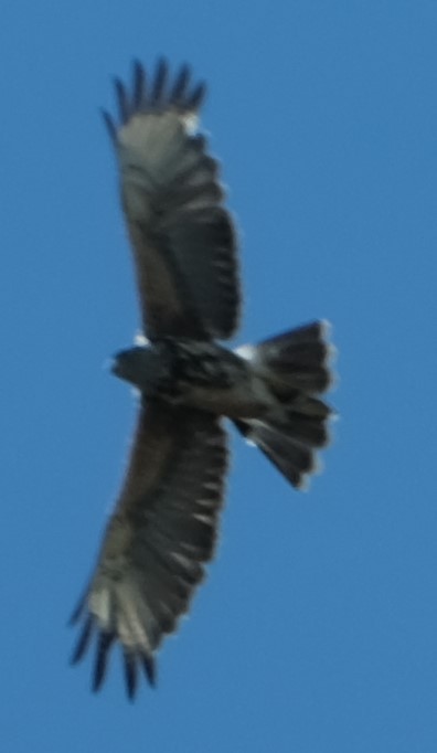 Harris's Hawk (Bay-winged) - ML612589217