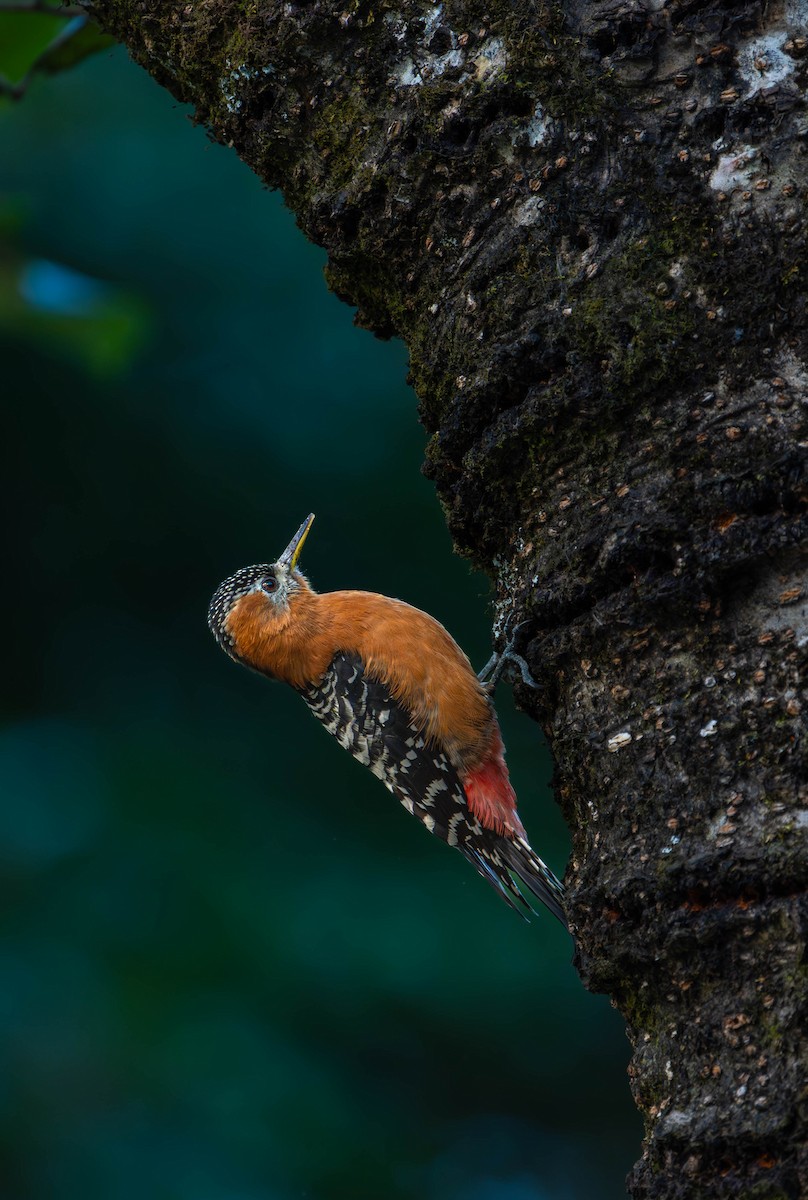 Rufous-bellied Woodpecker - Akshay Bhandari