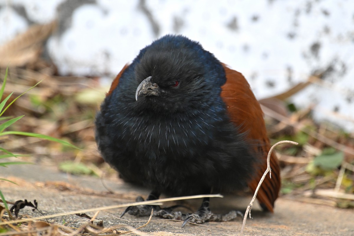 Greater Coucal (Greater) - ML612589661