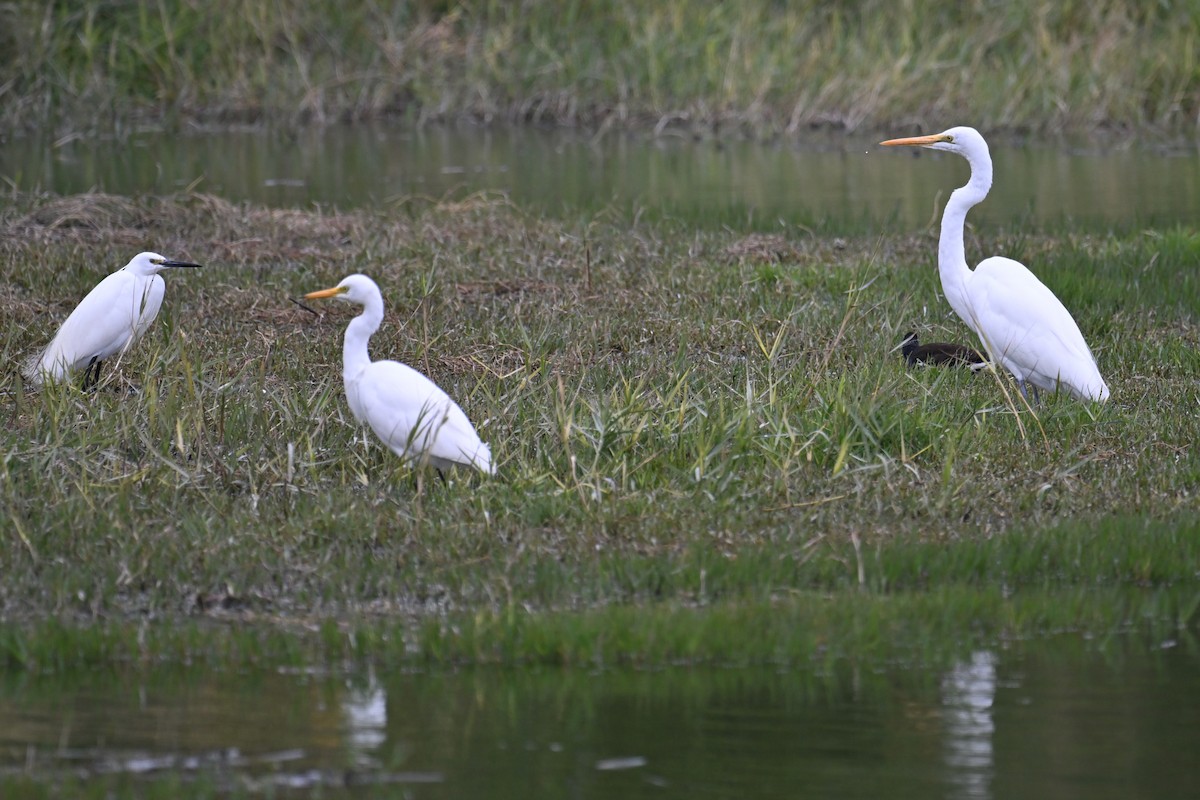 Great Egret - Ting-Wei (廷維) HUNG (洪)