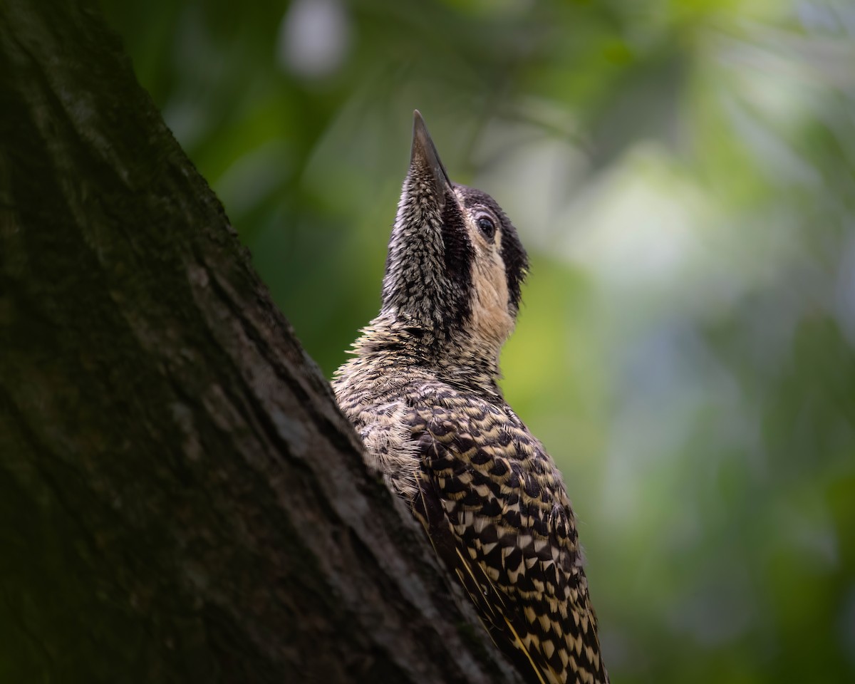 Green-barred Woodpecker - ML612589956