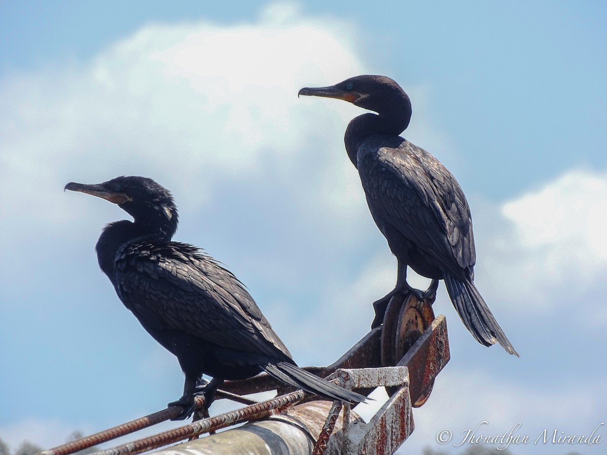 Neotropic Cormorant - Jhonathan Miranda - Wandering Venezuela Birding Expeditions