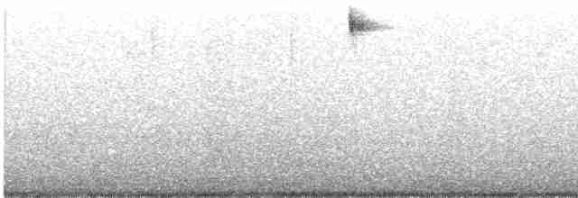 Percefleur noir - ML612590328