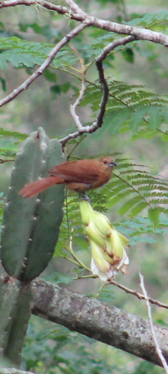 White-lined Tanager - ML612590498