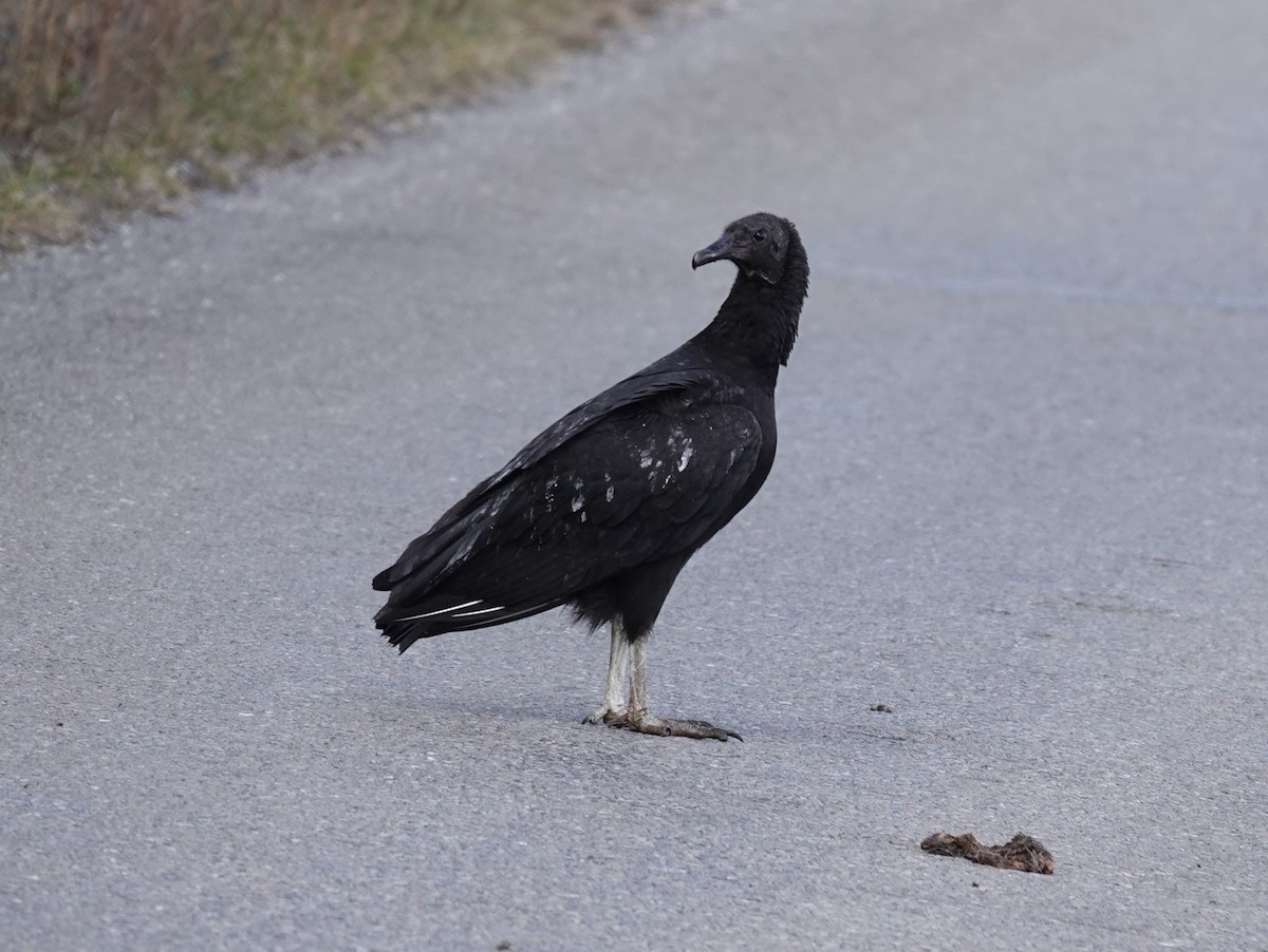 Black Vulture - ML612590518