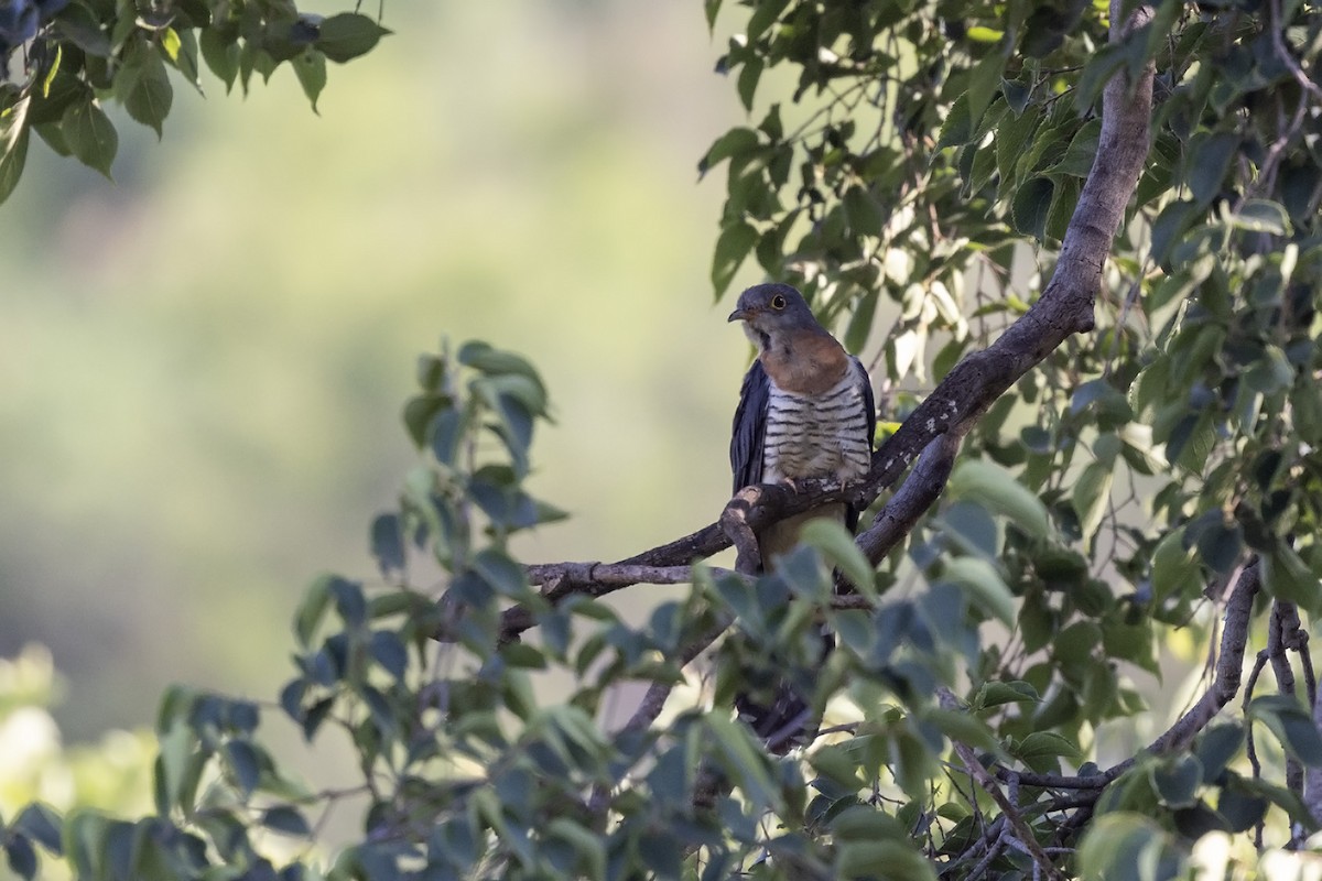 Red-chested Cuckoo - ML612590543