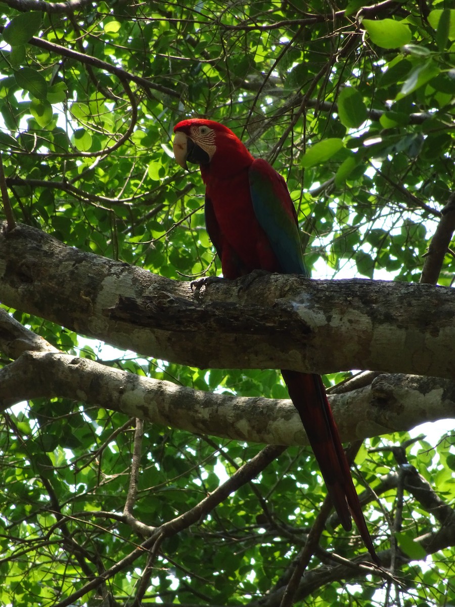 Red-and-green Macaw - ML612590683