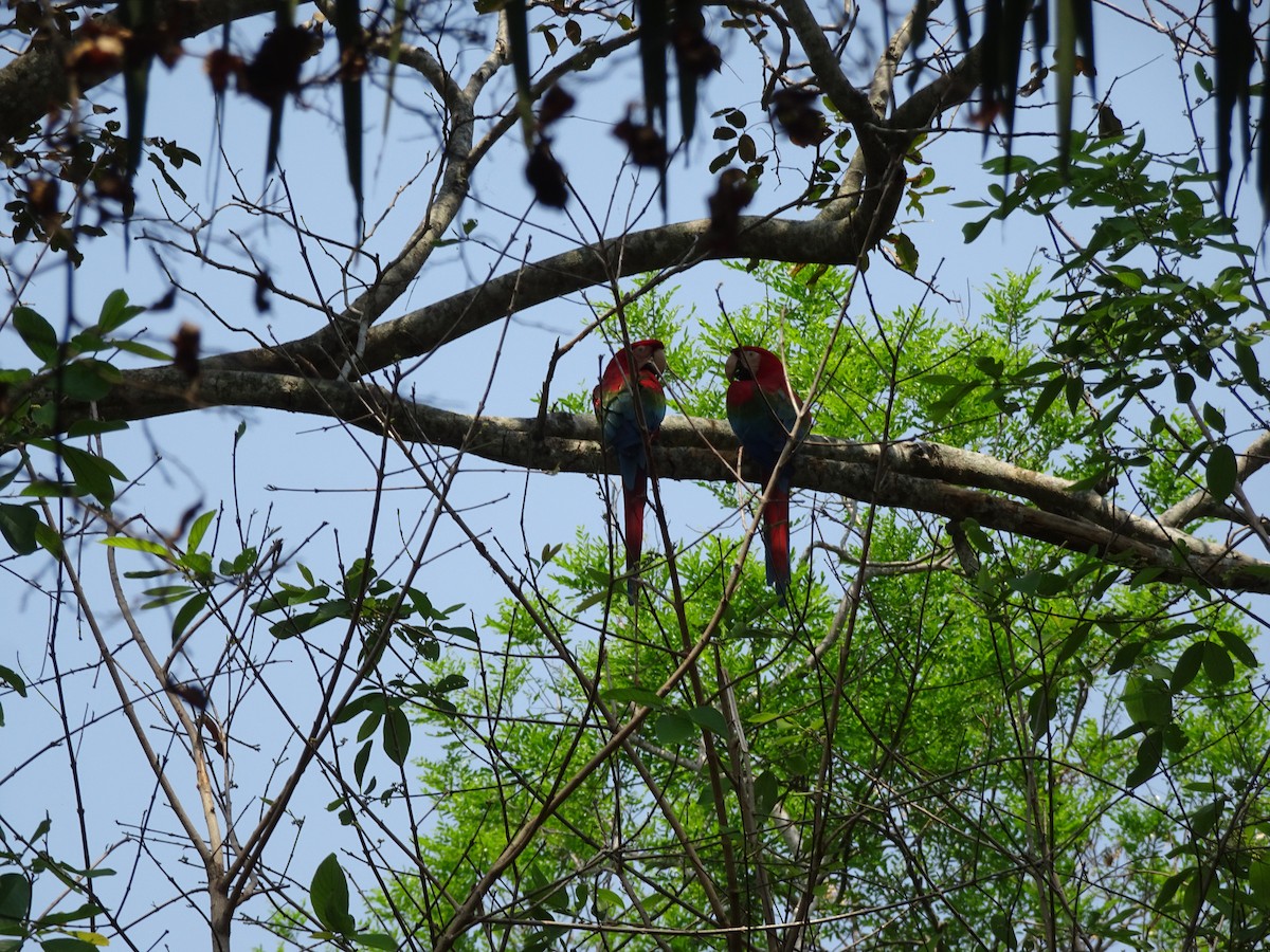Red-and-green Macaw - ML612590690