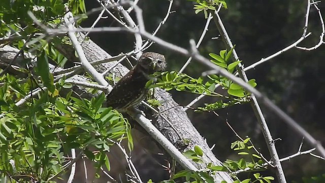 Austral Pygmy-Owl - ML612590712