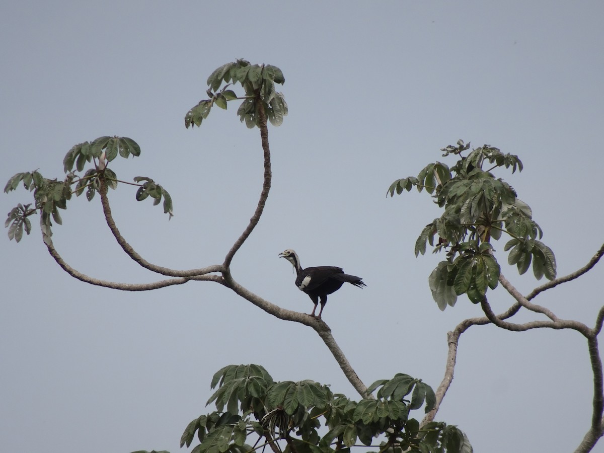 White-throated Piping-Guan - ML612590787