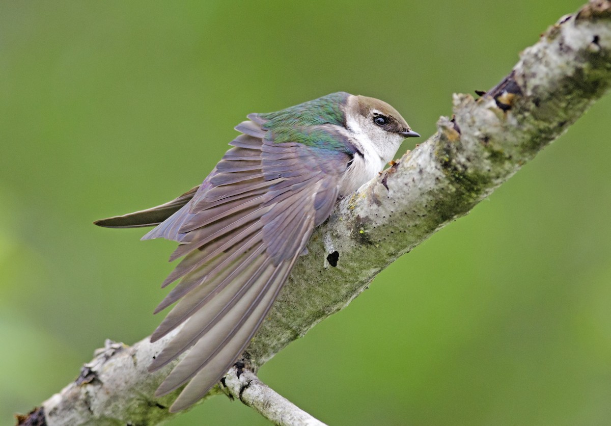 Violet-green Swallow - ML61259111