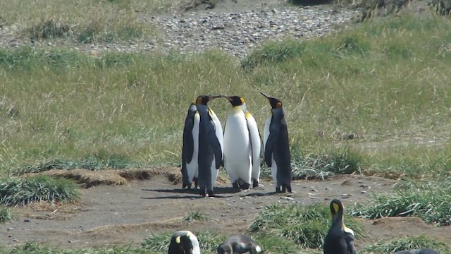 Королевский пингвин - ML612591127