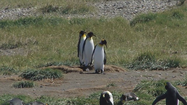 Королевский пингвин - ML612591128