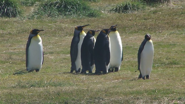 Королевский пингвин - ML612591131