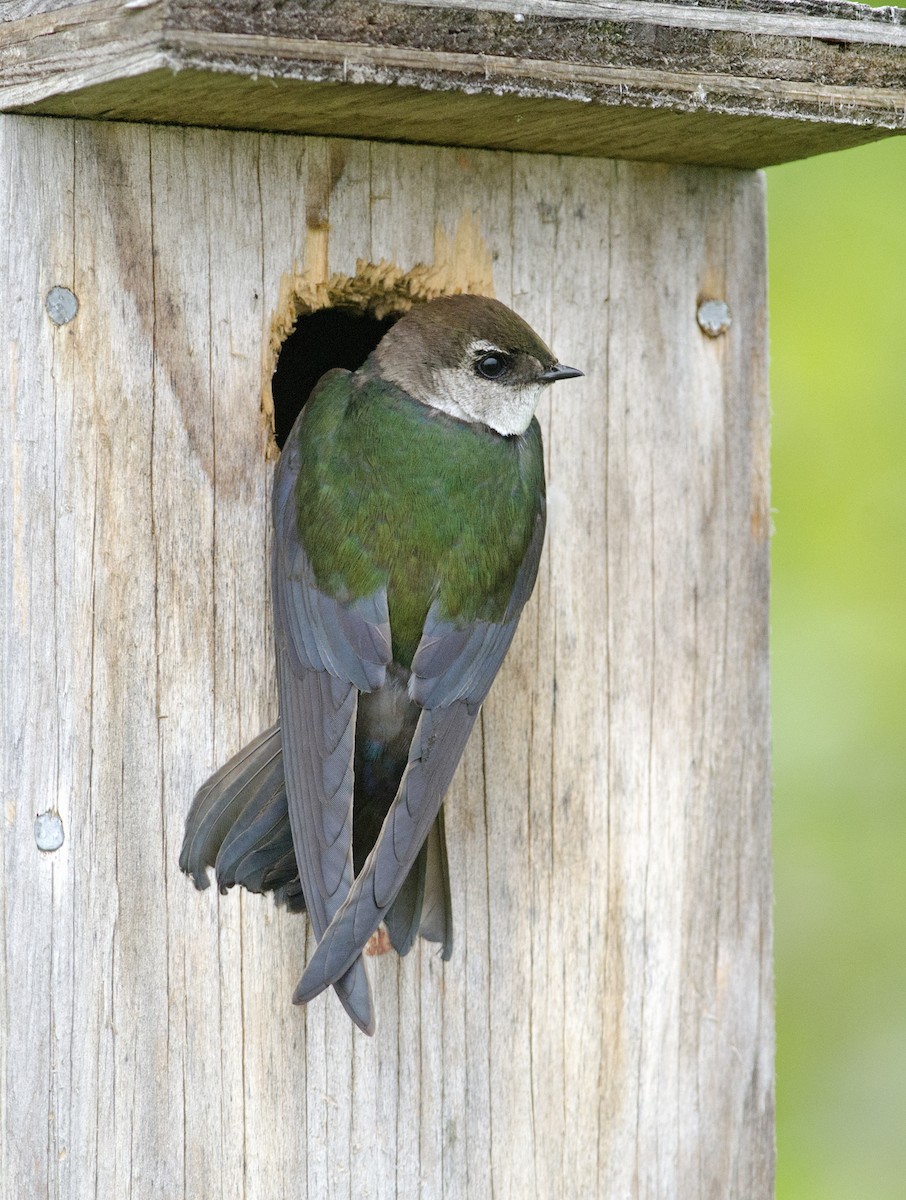 Violet-green Swallow - ML61259131