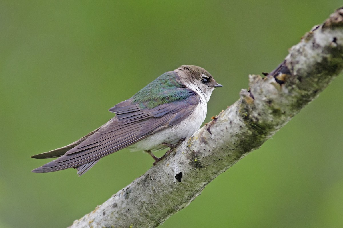 Violet-green Swallow - ML61259141