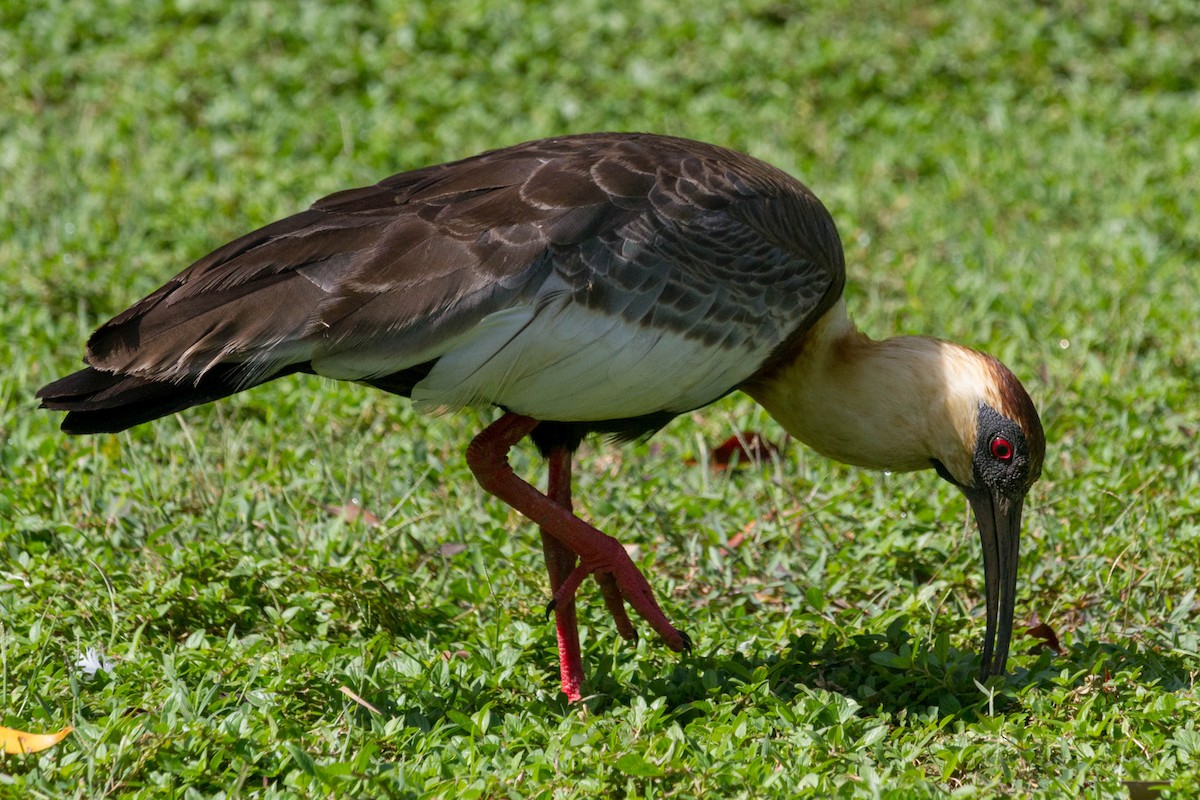 ibis bělokřídlý - ML612591598