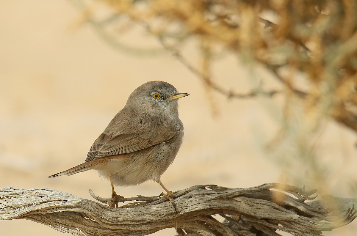 Asian Desert Warbler - shahar yogev