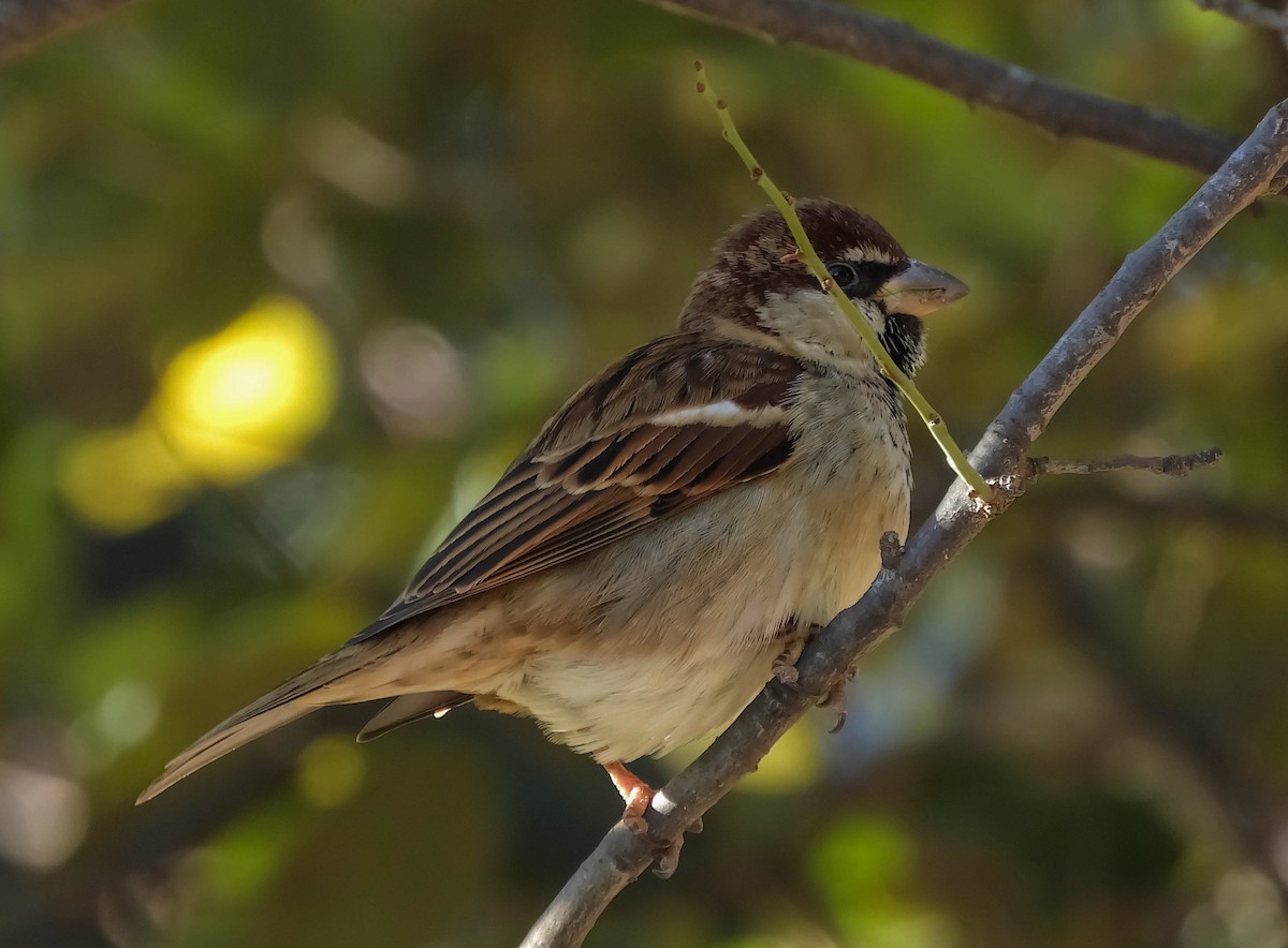 Italian Sparrow - ML612592352