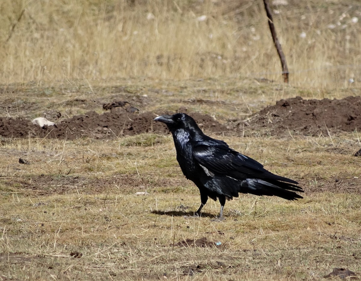 Common Raven - ML612592366