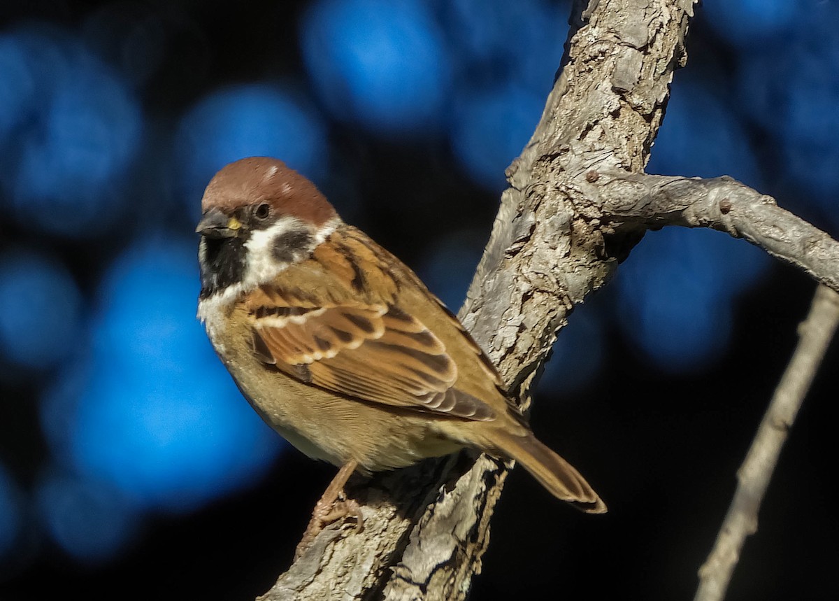 Eurasian Tree Sparrow - ML612592367