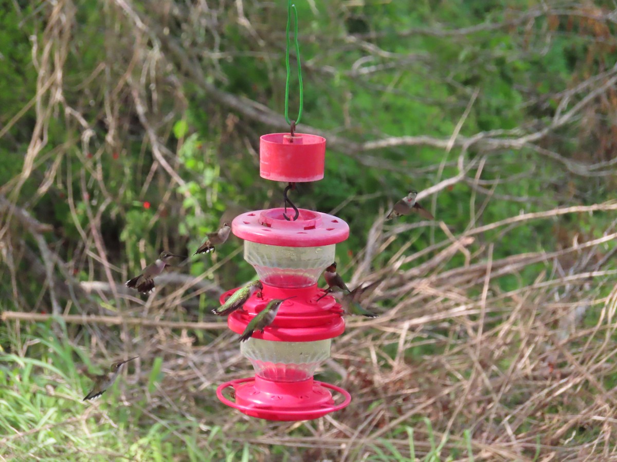 Ruby-throated Hummingbird - ML612592396