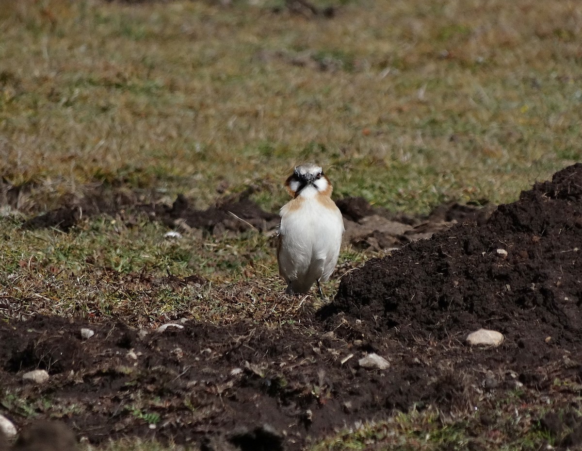 Rufous-necked Snowfinch - Jens Thalund