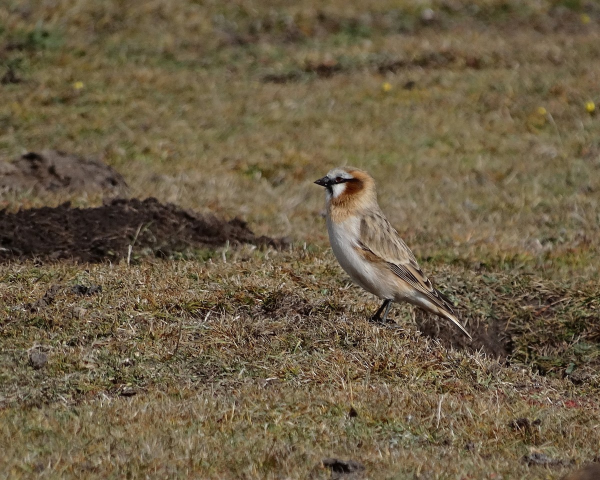 Rufous-necked Snowfinch - ML612592404